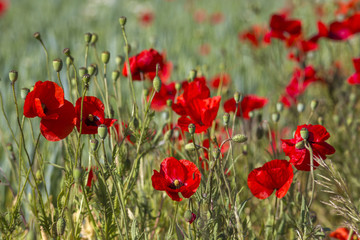 wild poppy flowers