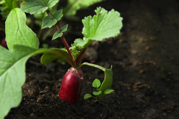 Red fresh radish growing from the ground, closeup.