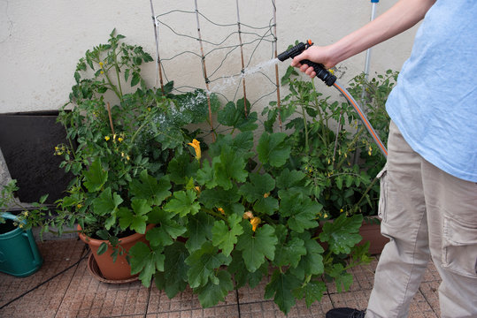 giardinaggio a casa in quarantena sul balcone orto in casa