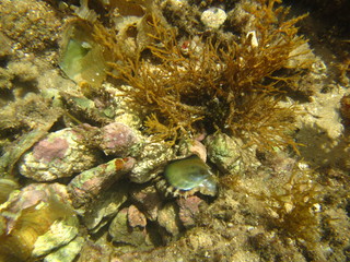 marine wildlife in the Mediterranean Sea
