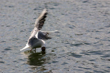 
Black-headed Gull bird in spring