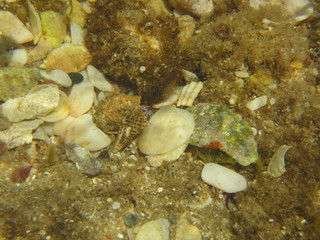 marine wildlife in the Mediterranean Sea
