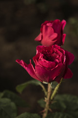 single red rose
