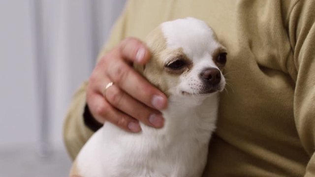 Close-up of a charming chihuahua. male hands of the owner stroking the pet. cute pet. Mature dog. Inseparable. Studio. Indoors. Without face