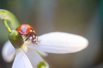 ladybug sitting on a snowdrop