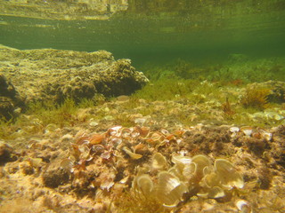 marine wildlife in the Mediterranean Sea
