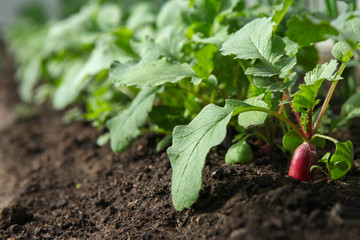 Red fresh radish and onion growing from the ground in the greenhouse, row.
