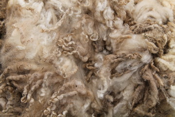 A Background Image of a Freshly Cut Sheep Wool Fleece.