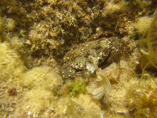 marine wildlife in the Mediterranean Sea
