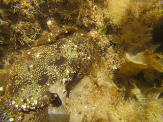 marine wildlife in the Mediterranean Sea
