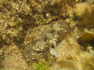 marine wildlife in the Mediterranean Sea
