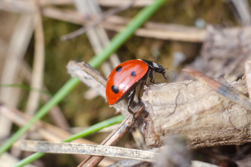 ladybug on a dry leaf in forest