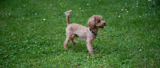 barboncino toy color champagne che corre nel prato