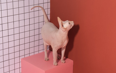Cute pink fat sphynx cat posing on cube. Naked cat advertising model. Conceptual photography of...