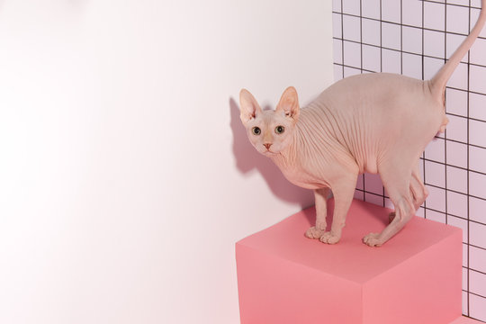 Best Allergy Cat Images Stock Photos Vectors Adobe Stock