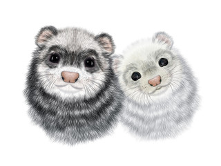 Realistic Portrait of Couple of Ferrets.  Polecats Head Portrait. Isolated on white background.