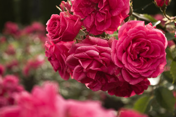 pink roses in garden