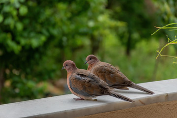 Dove couple landed on the balcony looking at the camera