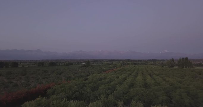 Ungraded, Forward aerial flight above plantation towards reddish mountain range of Cordillera de los Andes. Drone, 4K. 
Valle de Uco, Tupungato, Mendoza, Patagonia, Argentina