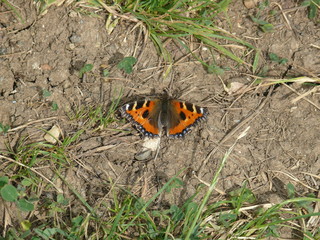 Beautiful butterfly on a field in the United Kingdom. 