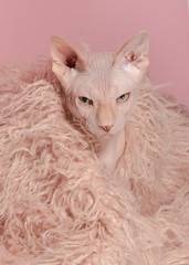 Portrait of Angry Sphynx cat in pink fur coat, on pink background. Cat in clothes. Naked cat photo...