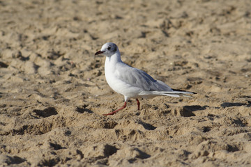 
Black-headed Gull bird in spring