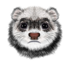 Realistic Portrait of Sad Ferret.  Polecat Head Portrait. Isolated on white background.