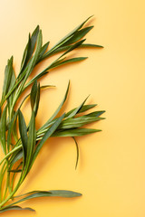 Close-up of tarragon branches with young leaves on a yellow background. The concept of a tropical mood. Copy space text.