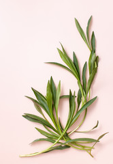 The branches of the Tarhun plant are laid out in a creative background filling with space for inserting text. Pink background image.