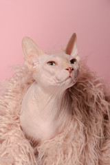 Cute sphynx cat smell round on pink background. Cat in clothes. Naked cat in pink fur coat photo...
