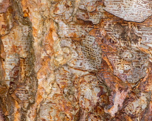 Wood Tree Trunk background