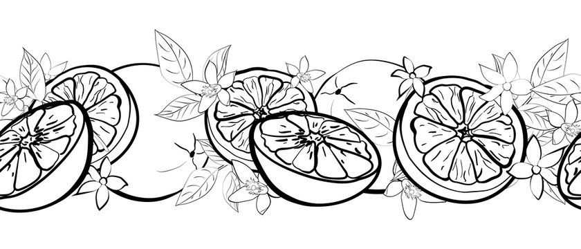 Seamless horizontal border from black outline citrus fruits, leaves and flowers on white background. Hand drawn. Doodle style. Vector illustration.