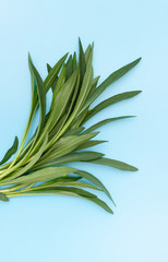 A bunch of young Tarhun plants on a blue background. Close up. Background image with space for inserting text.