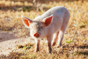 Piglets Roaming In Rural Australia