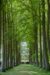 Secluded stretch of tall beech trees of The Beech Avenue at Hidcote Manor Gardens