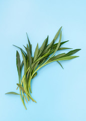 Green young branches of tarragon on blue background. Copy space text.