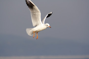  Black-headed Gull bird in spring © moniadk