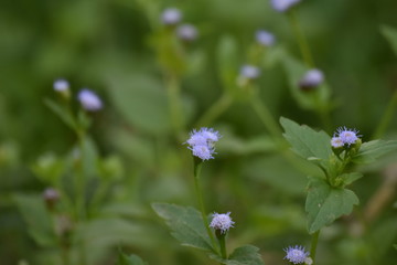 wild flowers in the field