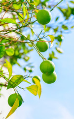 Green orange or lime in garden in Ravello village reflex