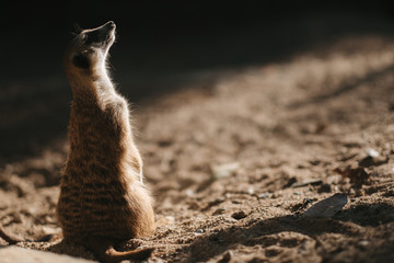 meerkat