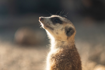 meerkat