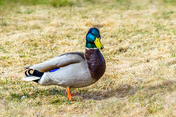 A beautiful Drake green head in sprind