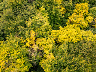 Aerial looking down view of deciduous trees at the beginning of autumn 