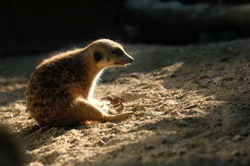 meerkat