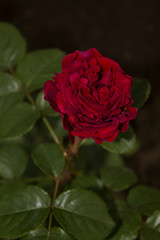 single red rose