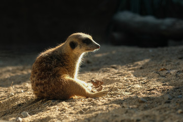 Fototapeta premium meerkat