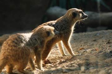 meerkat