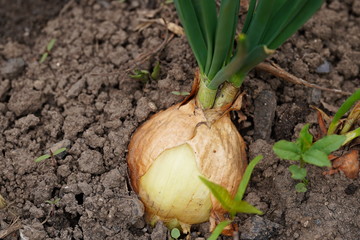 Close up of growing onion in garden. Blooming onion in ground. Concept of space for your text.