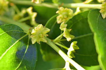 Jojoba blooming  tree flowers