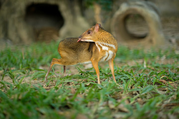 Lesser Mouse-deer